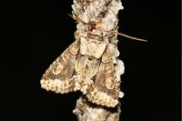 Allophyes oxyacanthae