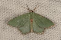Hemithea aestivaria