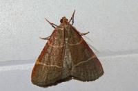Hypsopygia glaucinalis