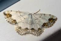 Scopula ornata