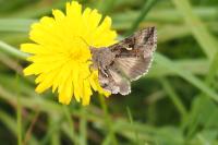Autographa gamma