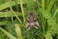 Autographa gamma