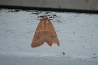 Atethmia centrago