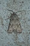 Lithophane ornitopus