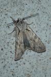 Lithophane ornitopus