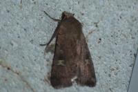 Xestia xanthographa