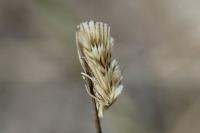 Cynaeda dentalis