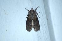Cymatophorina diluta