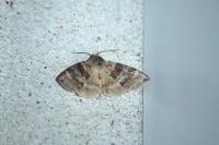Cymatophorina diluta