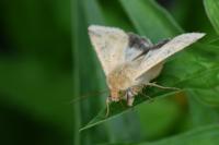 Helicoverpa armigera