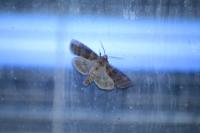 Cymatophorina diluta