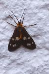 Dysauxes punctata