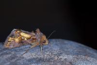 Chrysodeixis chalcites