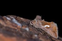 Macdunnoughia confusa