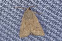 Hydraecia osseola hucherardi