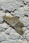 Scopula submutata roseonitens