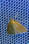 Sitochroa verticalis