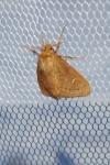 Ocneria rubea