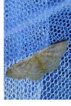 Idaea degeneraria