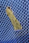 Spodoptera exigua