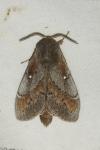 Dendrolimus pini pini
