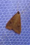 Udea ferrugalis