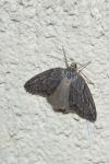 Pachycnemia hippocastanaria hippocastanaria