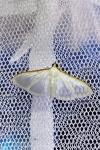Palpita vitrealis