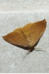 Watsonalla uncinula