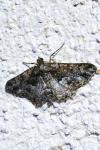 Peribatodes ilicaria ilicaria