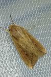 Mythimna unipuncta