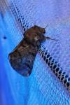 Thaumetopoea pityocampa