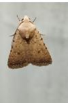 Caradrina flavirena