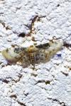 Idaea filicata