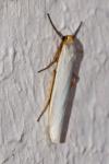 Eilema caniola