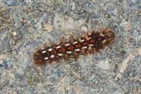Acronicta rumicis