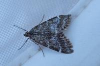 Evergestis sophialis