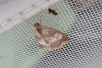 Evergestis politalis/dumerlei/marocana/marionalis