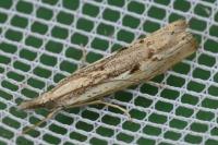Agriphila geniculea