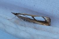 Catoptria