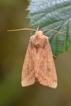 Hydraecia micacea