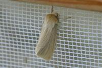 Mythimna pallens
