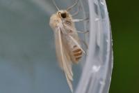 Mythimna pallens