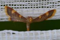 Hypsopygia costalis