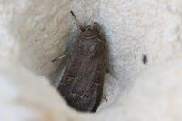 Xestia xanthographa