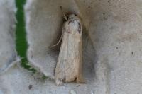 Mythimna vitellina