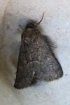 Thalpophila matura