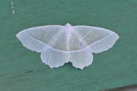Campaea margaritaria