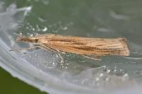 Agriphila tristella