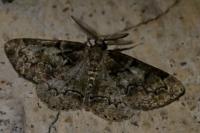 Cleorodes lichenaria